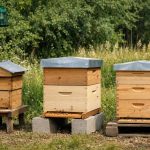 Tout savoir sur les dimensions des modèles de ruches : warré , dadant , Langstroth pour une installation apicole durable et protégée des frelons asiatiques