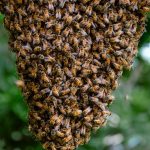 abeilles essaim oullins