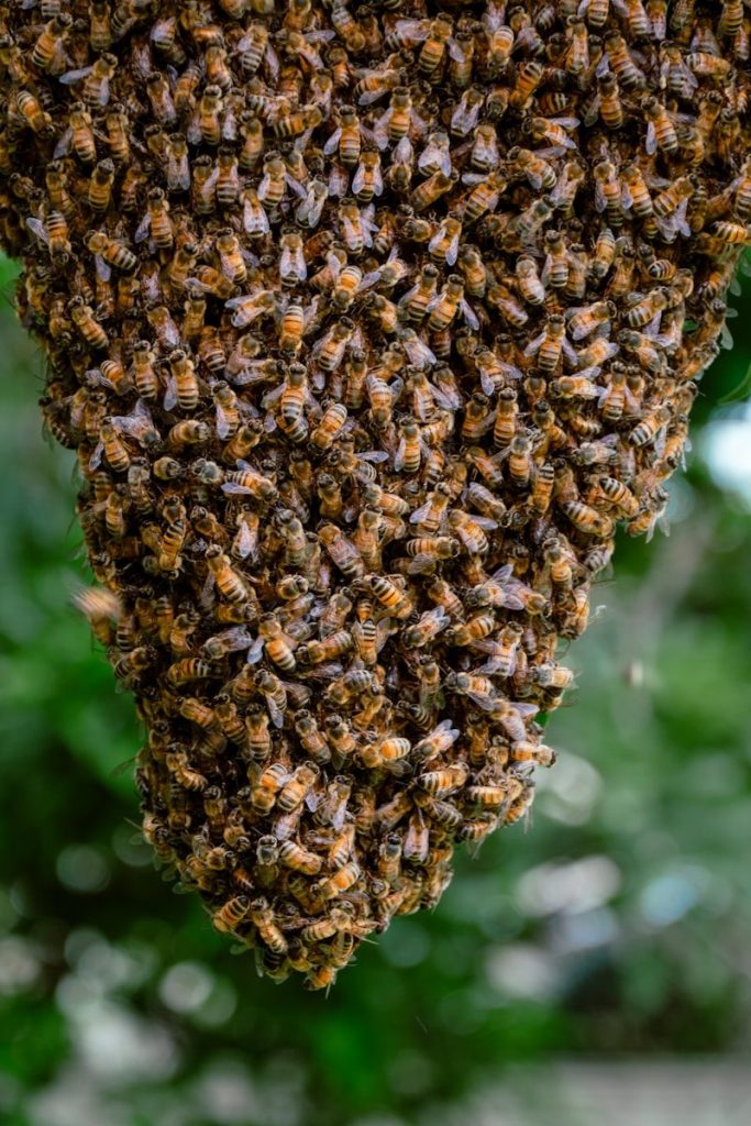 abeilles essaim oullins