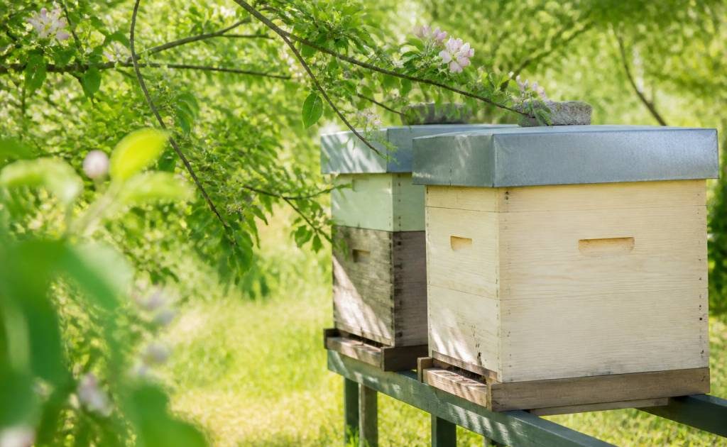 Comment protéger les ruches contre les insecticides et les traitements antiparasitaires : conseils pratiques pour apiculteurs et jardiners