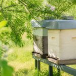 Comment protéger les ruches contre les insecticides et les traitements antiparasitaires : conseils pratiques pour apiculteurs et jardiners