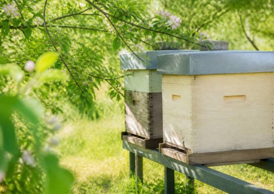 Comment protéger les ruches contre les insecticides et les traitements antiparasitaires : conseils pratiques pour apiculteurs et jardiners