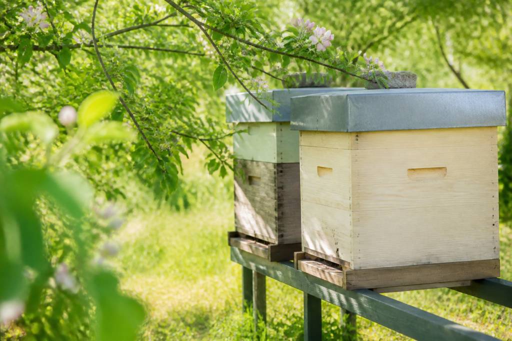 Comment protéger les ruches contre les insecticides et les traitements antiparasitaires : conseils pratiques pour apiculteurs et jardiners