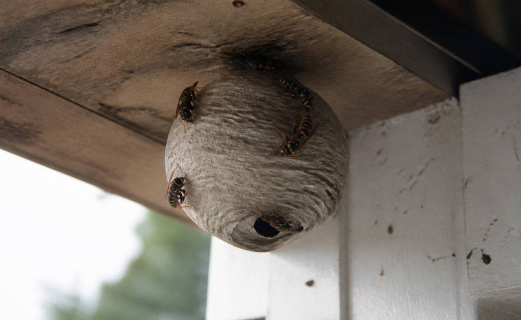 Abeille et guepes comment protéger votre maison et faire détruire un nid rapidement