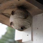 Abeille et guepes comment protéger votre maison et faire détruire un nid rapidement