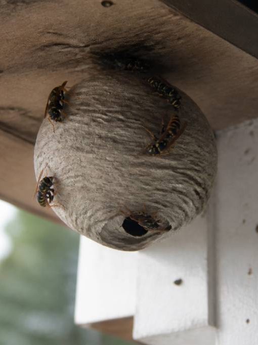 Abeille et guepes comment protéger votre maison et faire détruire un nid rapidement