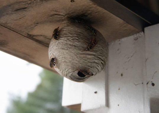 Abeille et guepes comment protéger votre maison et faire détruire un nid rapidement