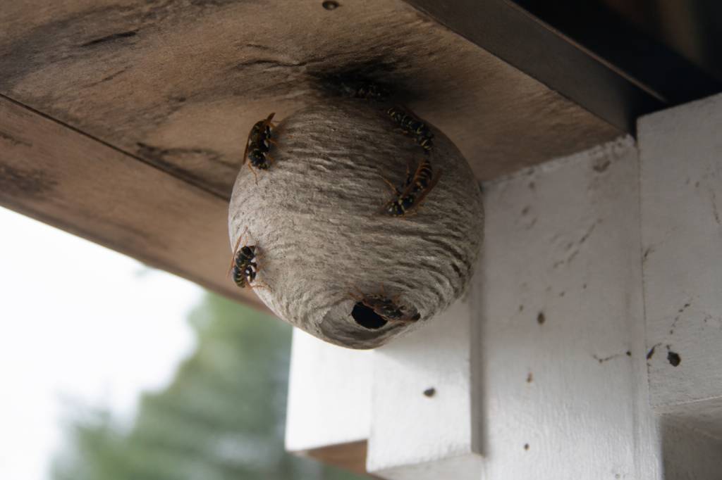 Abeille et guepes comment protéger votre maison et faire détruire un nid rapidement