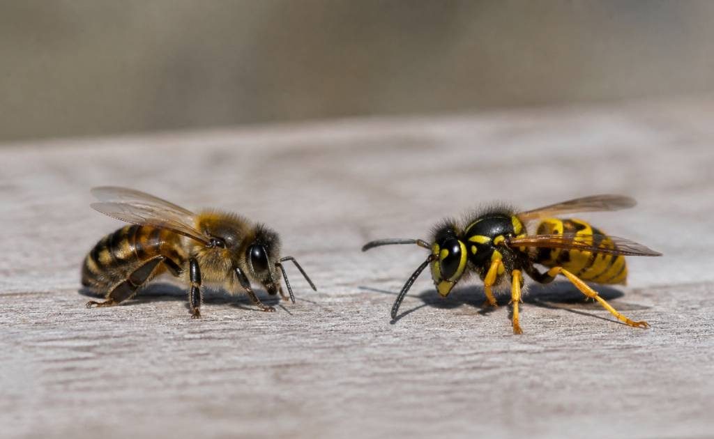 Abeilles et guêpes différence : comment les distinguer et réagir en cas de nid