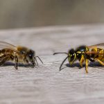 Abeilles et guêpes différence : comment les distinguer et réagir en cas de nid