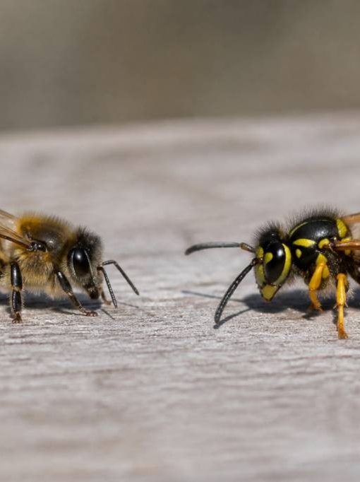 Abeilles et guêpes différence : comment les distinguer et réagir en cas de nid