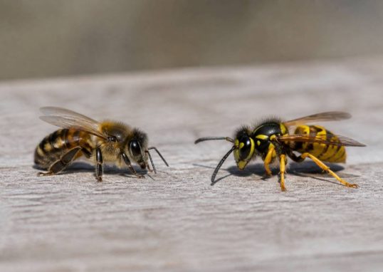 Abeilles et guêpes différence : comment les distinguer et réagir en cas de nid