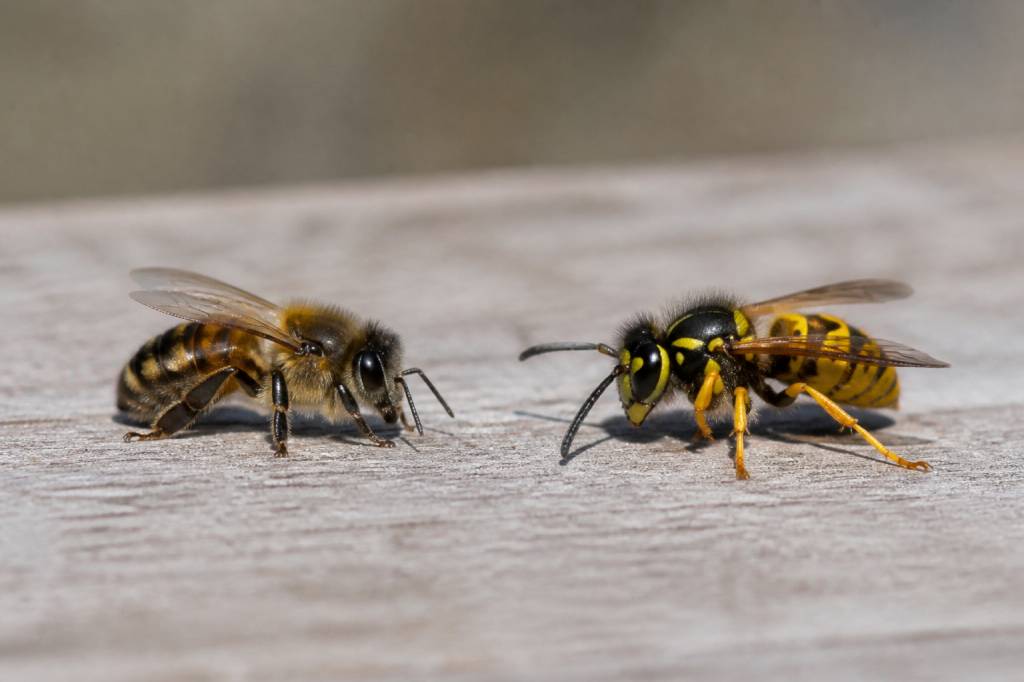 Abeilles et guêpes différence : comment les distinguer et réagir en cas de nid