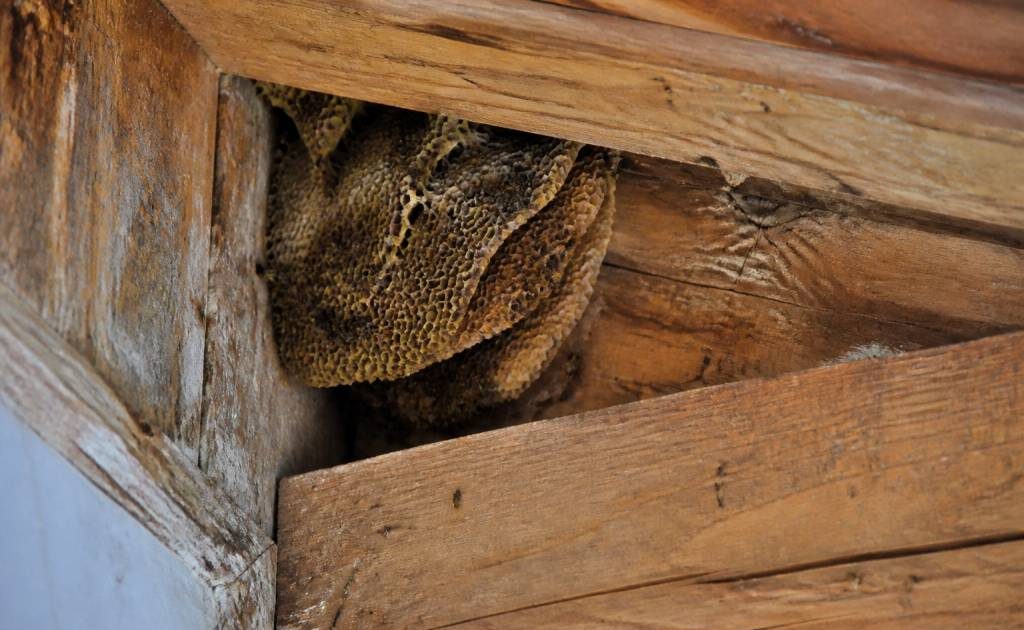 Abeilles de charpente comment les identifier et les éliminer efficacement