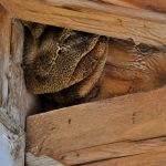 Abeilles de charpente comment les identifier et les éliminer efficacement