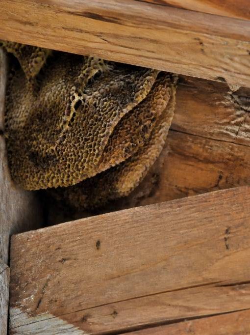 Abeilles de charpente comment les identifier et les éliminer efficacement