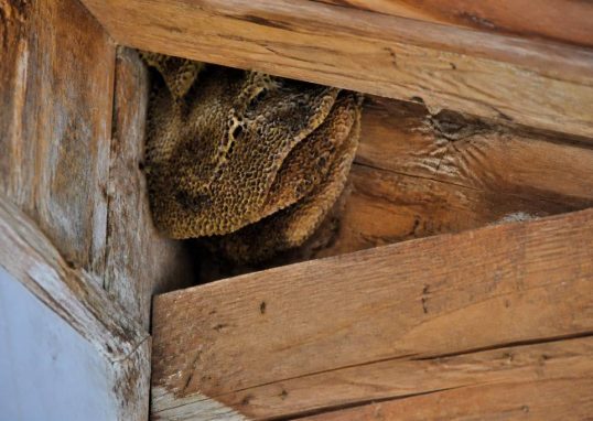 Abeilles de charpente comment les identifier et les éliminer efficacement