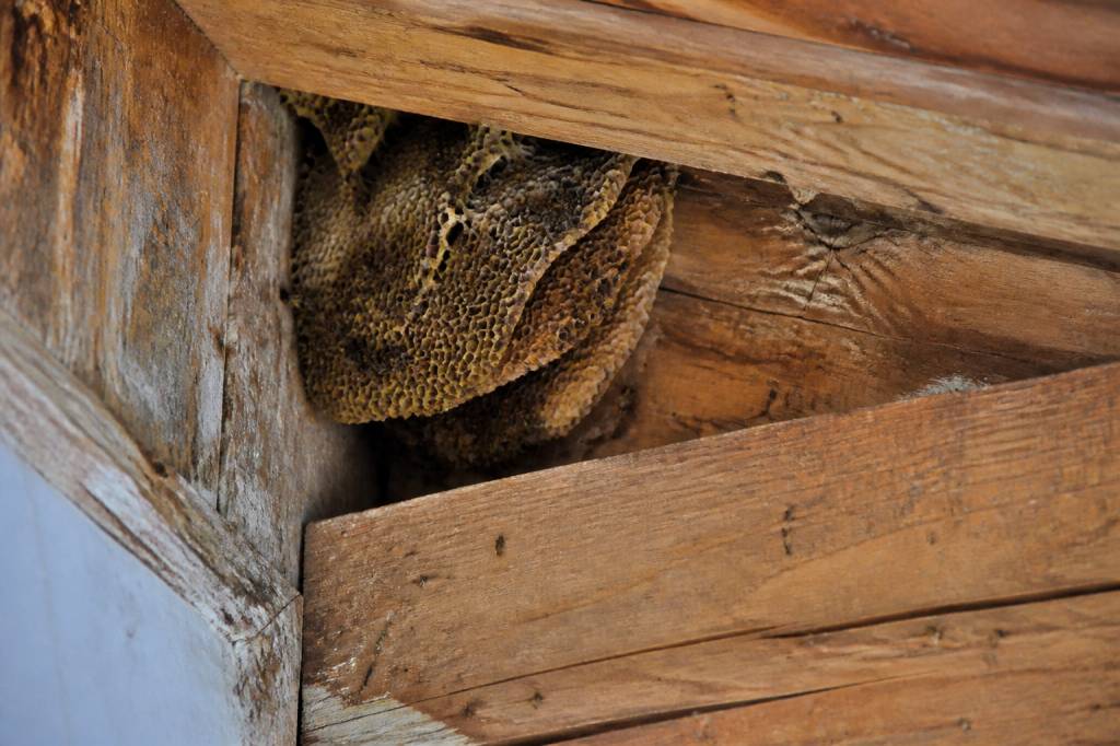 Abeilles de charpente comment les identifier et les éliminer efficacement