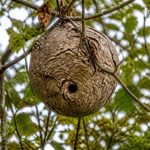A quoi ressemble un nid de frelons asiatiques ?