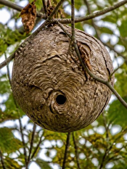 A quoi ressemble un nid de frelons asiatiques ?