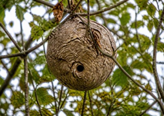 A quoi ressemble un nid de frelons asiatiques ?