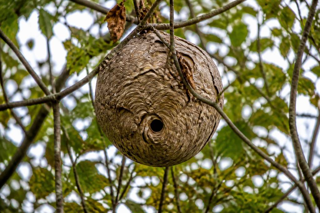A quoi ressemble un nid de frelons asiatiques ?