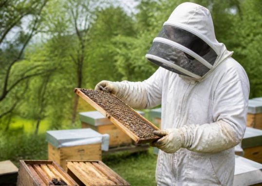 Abeilles elevage : conseils et services pour protéger votre rucher