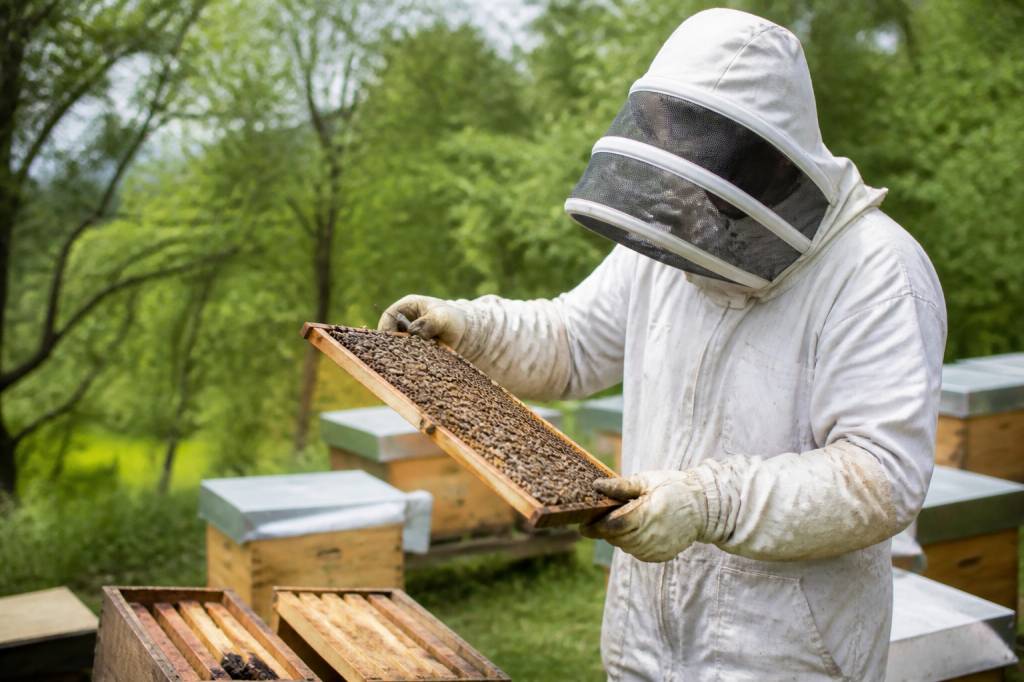 Abeilles elevage : conseils et services pour protéger votre rucher