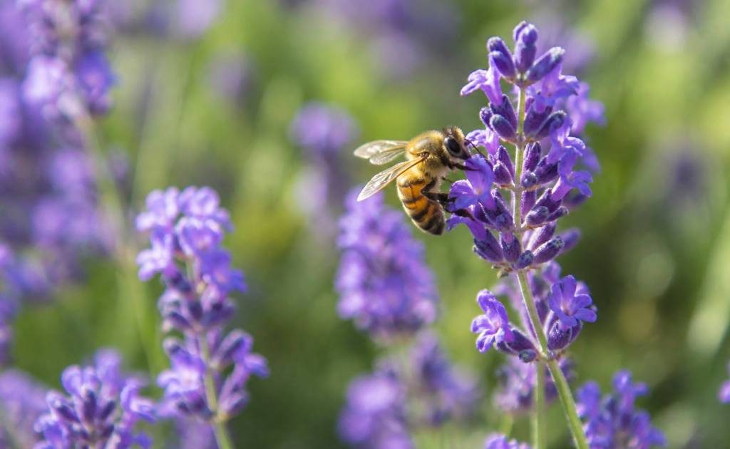 Abeille butine : comprendre son rôle dans l’apiculture et la nature