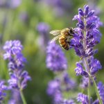 Abeille butine : comprendre son rôle dans l’apiculture et la nature