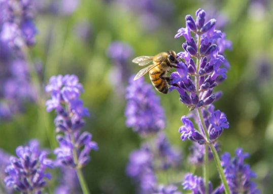 Abeille butine : comprendre son rôle dans l’apiculture et la nature