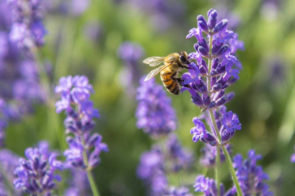 Abeille butine : comprendre son rôle dans l’apiculture et la nature