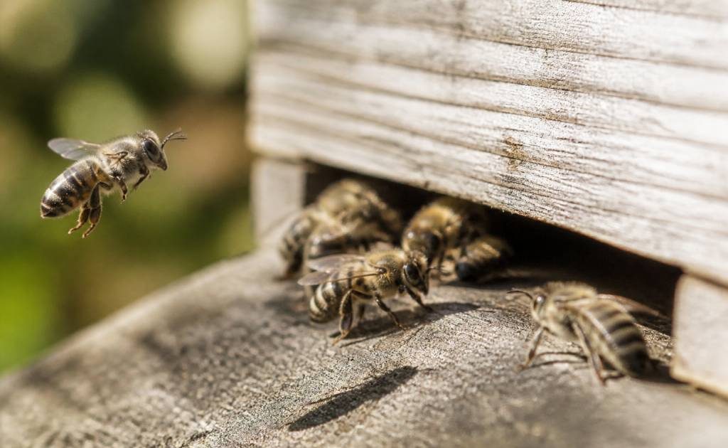 Abeille grise : identification, comportement et rôle en apiculture