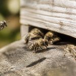 Abeille grise : identification, comportement et rôle en apiculture