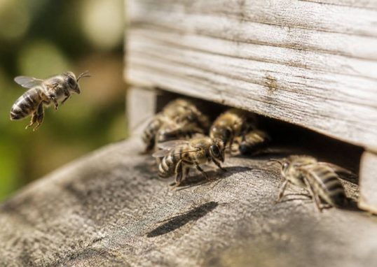 Abeille grise : identification, comportement et rôle en apiculture