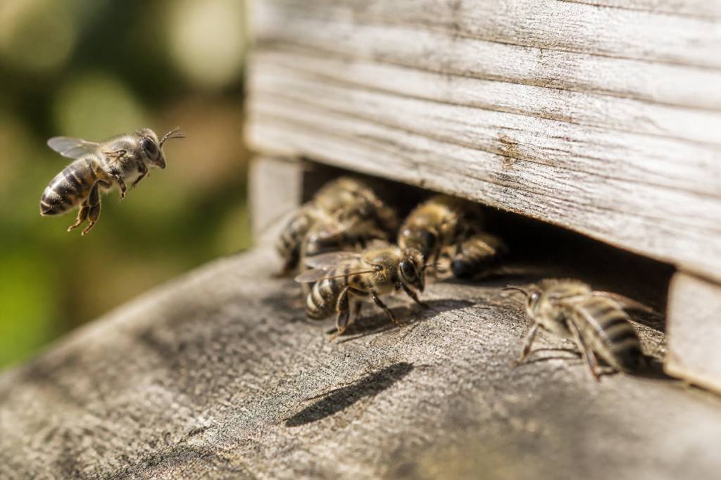 Abeille grise : identification, comportement et rôle en apiculture
