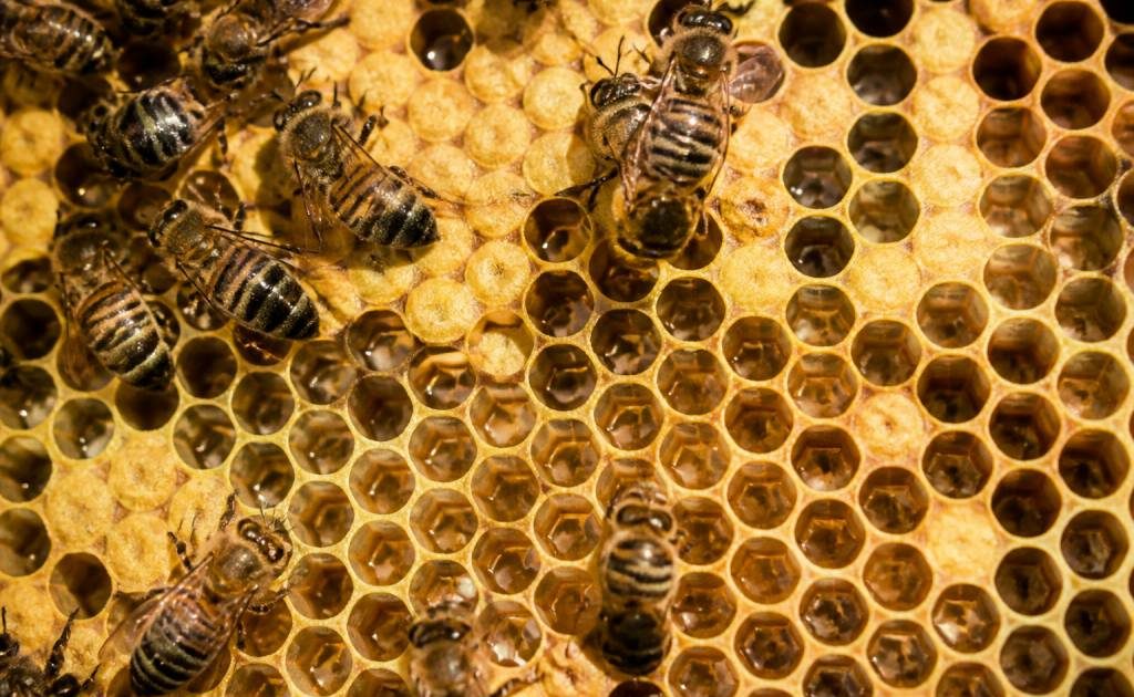 Alvéole ruche abeille : rôle et fonctionnement dans la colonie