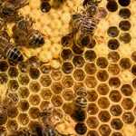 Alvéole ruche abeille : rôle et fonctionnement dans la colonie