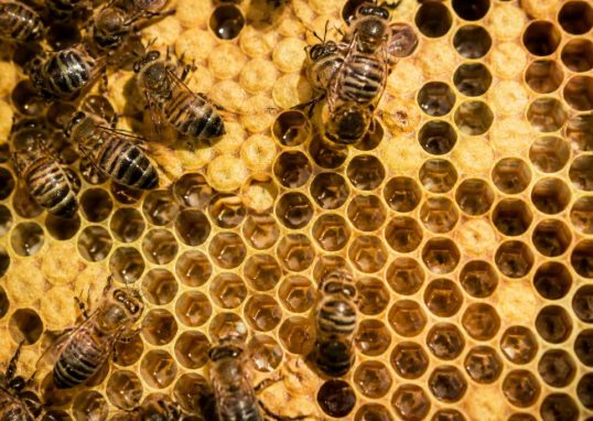 Alvéole ruche abeille : rôle et fonctionnement dans la colonie