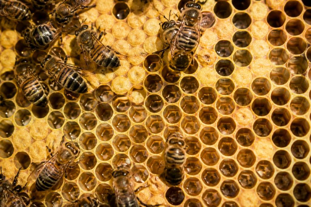 Alvéole ruche abeille : rôle et fonctionnement dans la colonie