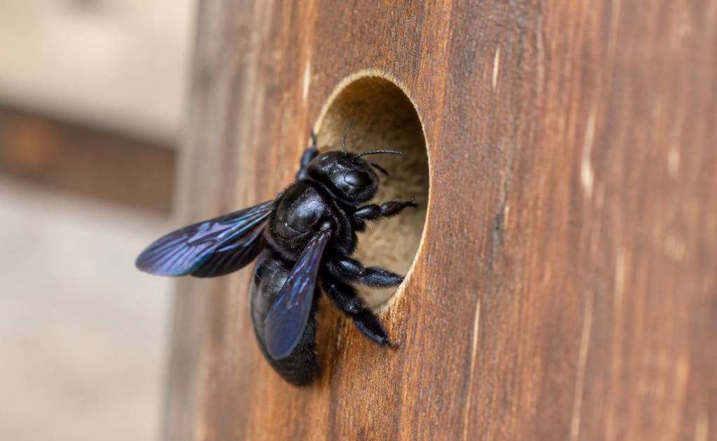 Abeille charpentiere : taille, identification et destruction du nid