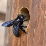 Abeille charpentiere : taille, identification et destruction du nid
