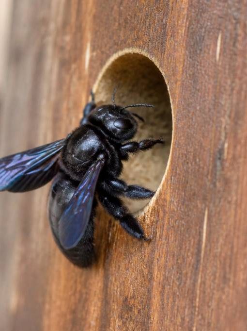 Abeille charpentiere : taille, identification et destruction du nid