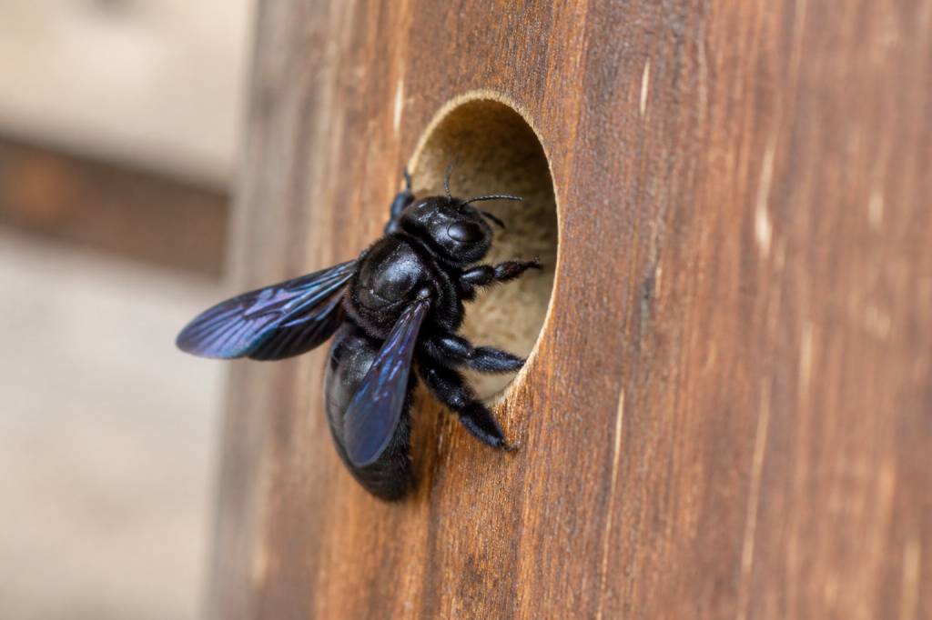 Abeille charpentiere : taille, identification et destruction du nid