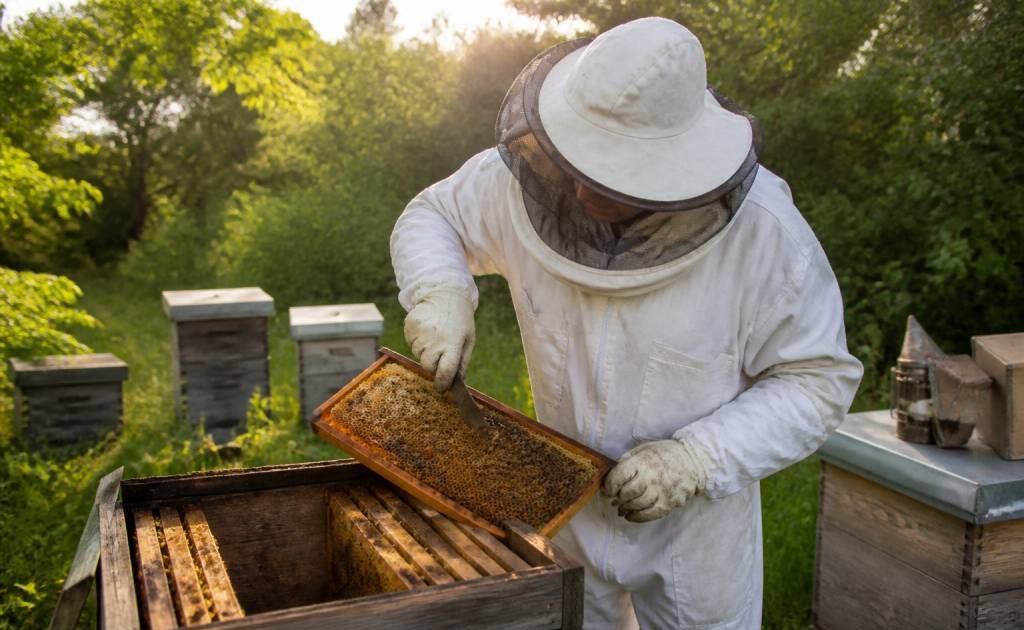 Achat materiel apiculture : guide pour bien choisir votre équipement ࿎