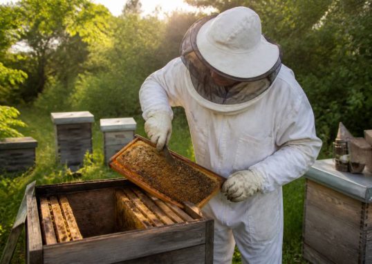 Achat materiel apiculture : guide pour bien choisir votre équipement ࿎