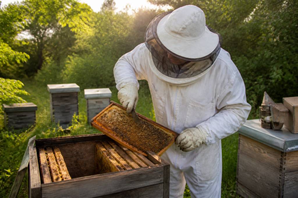 Achat materiel apiculture : guide pour bien choisir votre équipement ࿎