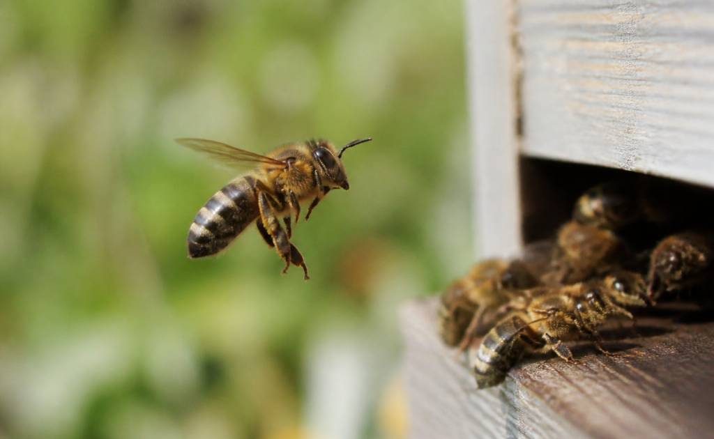 Abeilles ailes : comprendre leur rôle et protéger vos ruches