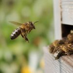 Abeilles ailes : comprendre leur rôle et protéger vos ruches