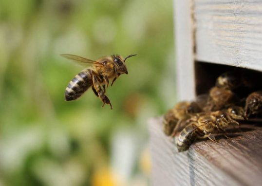 Abeilles ailes : comprendre leur rôle et protéger vos ruches
